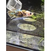 kampfisk han plakat Yellow koi galaxy grade A 1 stk - Billede 2