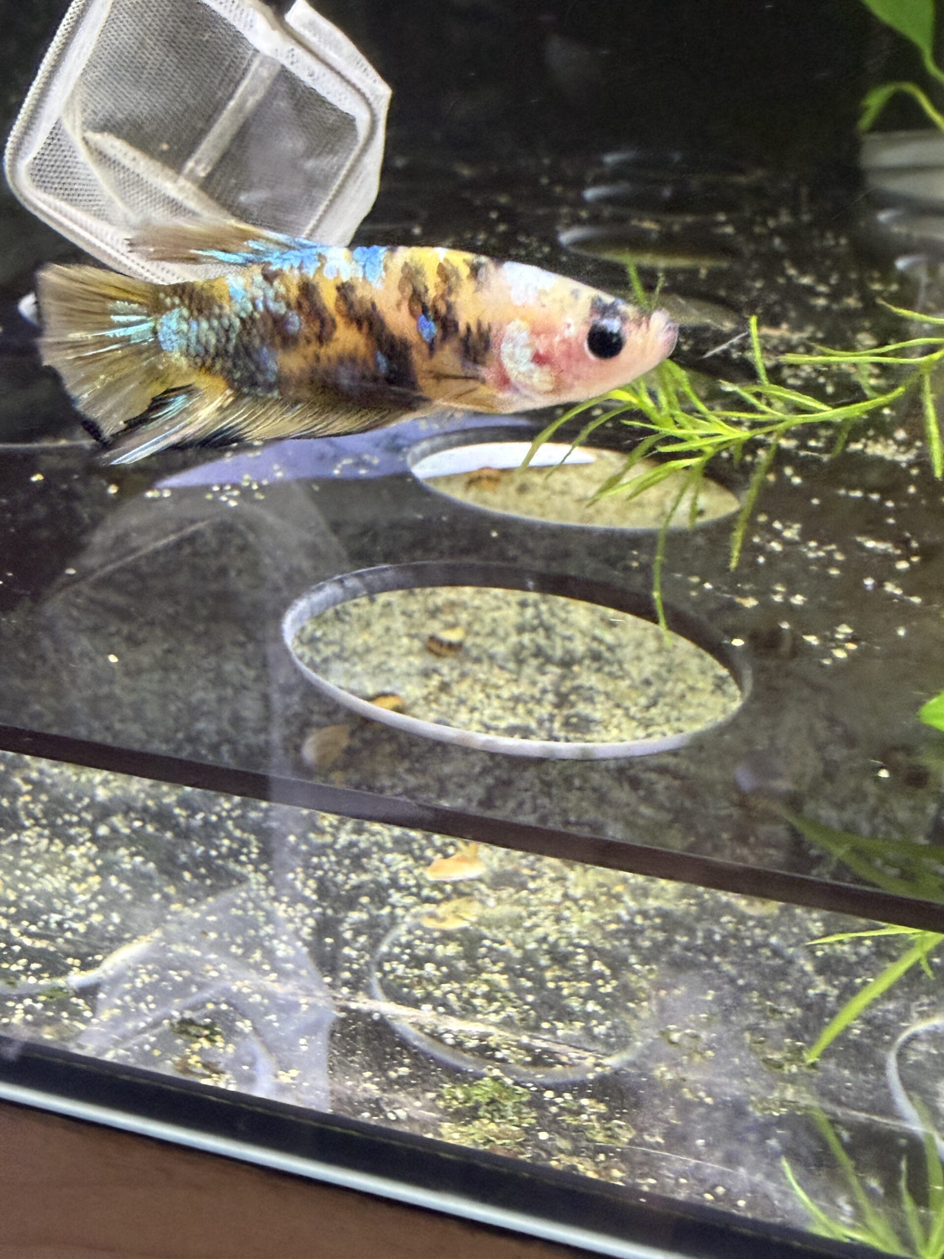 kampfisk han plakat Yellow koi galaxy grade A 1 stk - Billede 2