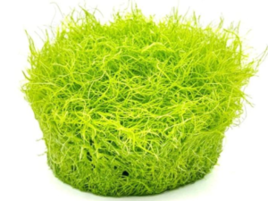 In-vitro akvarieplanter – sterile, friske og helt uden snegle!