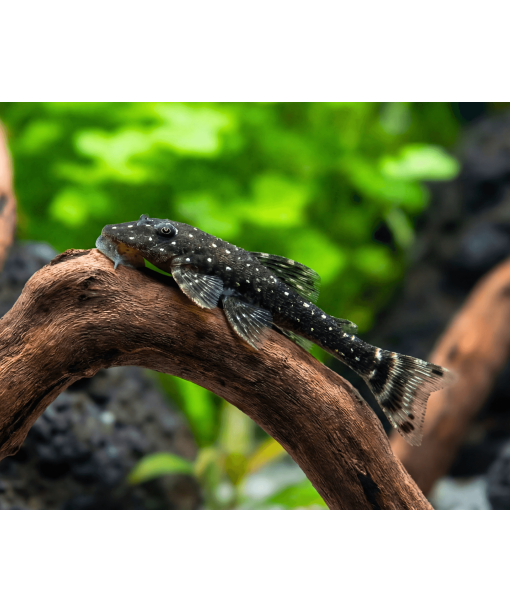 Parotocinclus haroldoi 1 stk