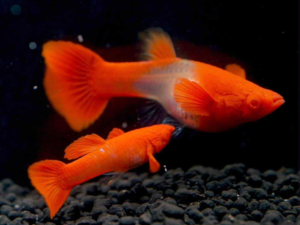Guppyer i alle farver – stort udvalg hos Aqua Tantan