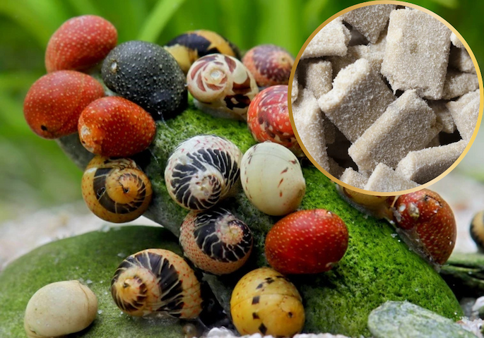 NatureHolic er tilbage hos Aqua Tantan – foder til rejer