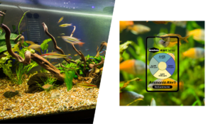 Hold øje med ammoniak og pH i akvariet med Seachem Ammonia Alert og pH Alert. Nem løbende overvågning af vigtige vandværdier