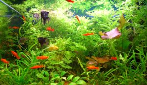Fluval Plant 3.0 LED – smart lys til planteakvariet