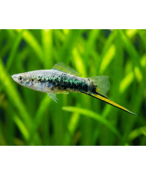xiphophorus helleri sværdrager green tuxedo 1 stk