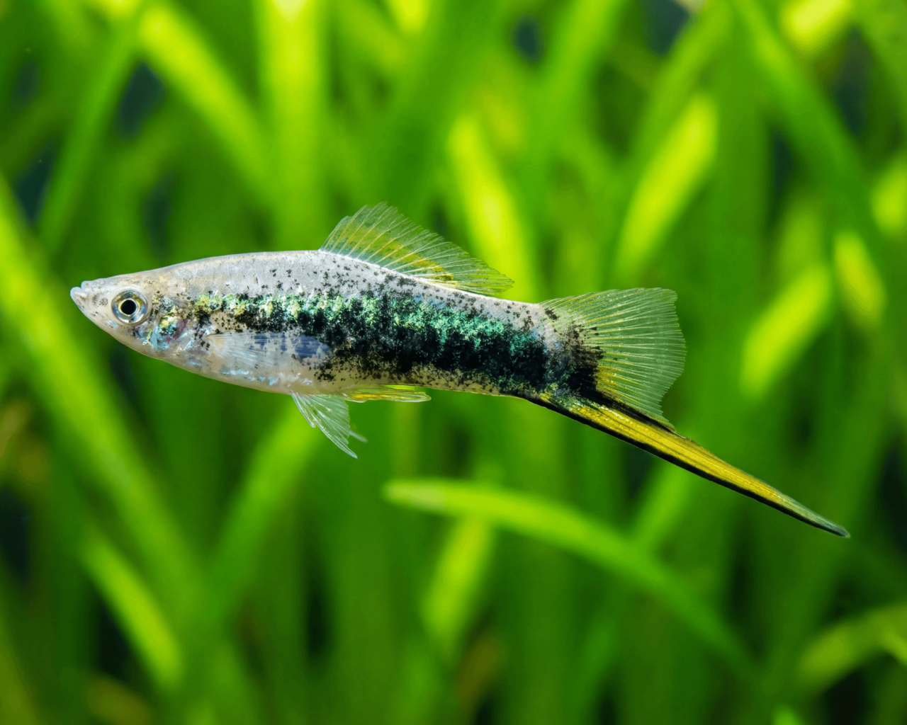 xiphophorus helleri sværdrager green tuxedo 1 stk
