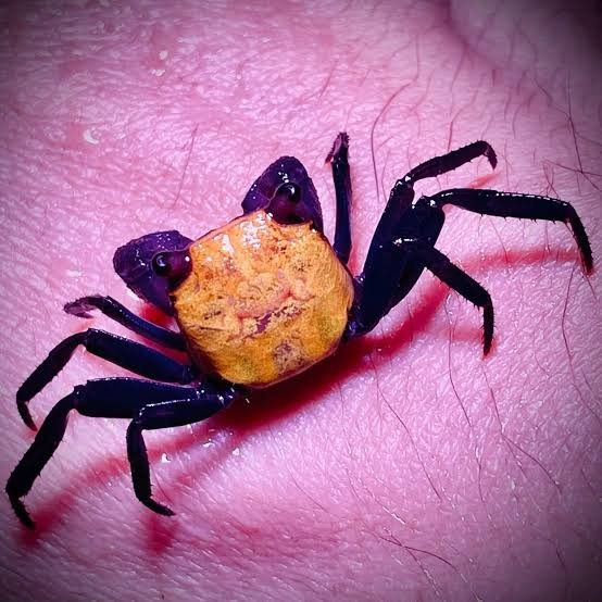 Geosesarma dennerle - halloween