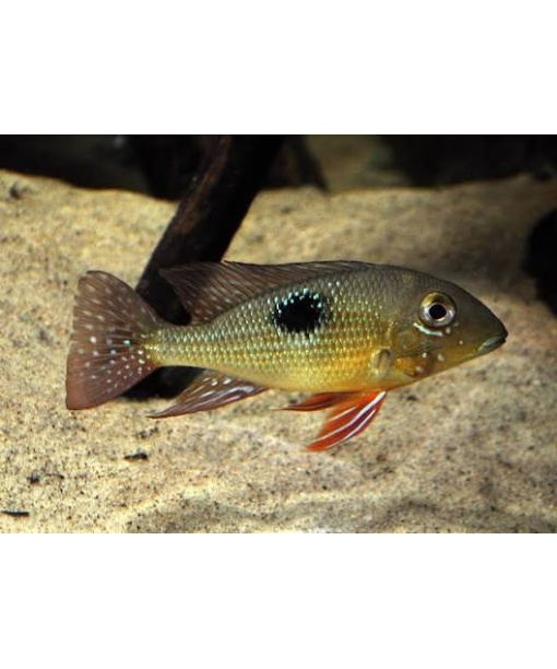 Geophagus sp. "Teles Pires" / Panta Rhei
