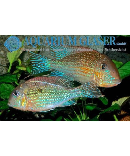 Geophagus sp. Mirabilis