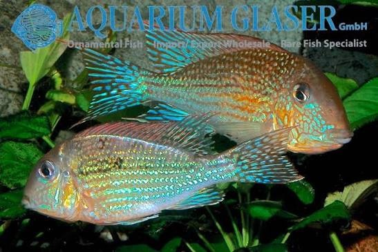 Geophagus sp. Mirabilis