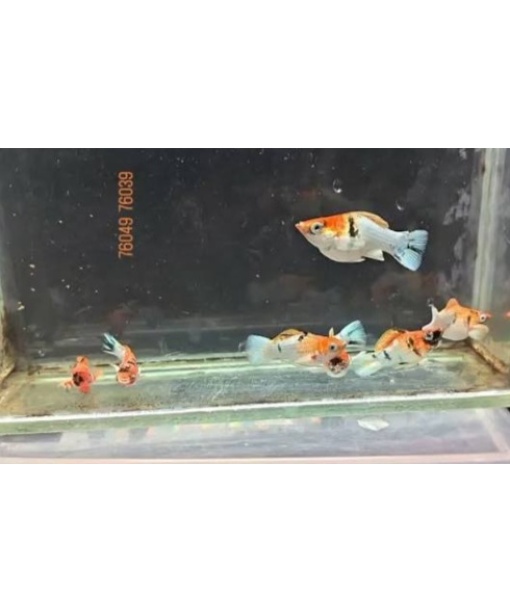 Special Import –  Molly Platium zebra red face 1 stk (High Grade)