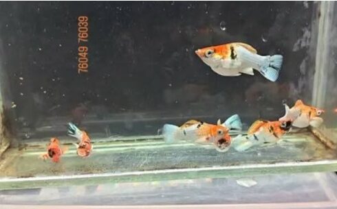 Special Import – Molly Platium zebra red face 1 stk (High Grade)