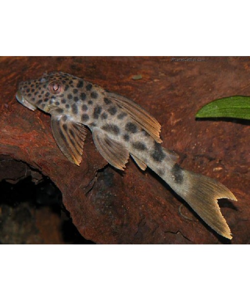 L163 Ancistomus feldbergae  6-8  cm
