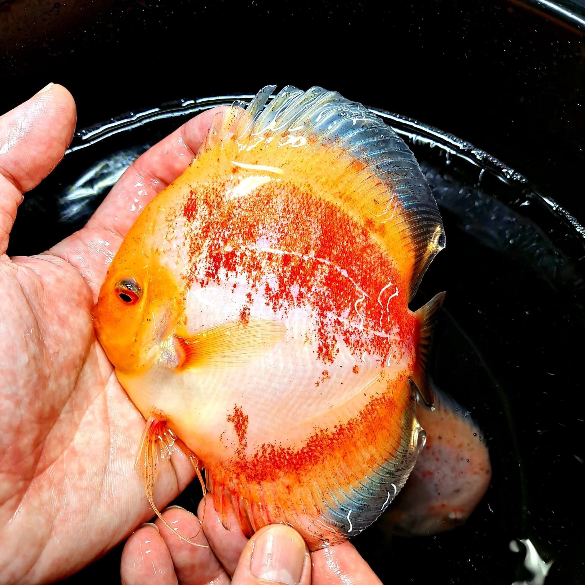 Discus Calio 8-10 cm