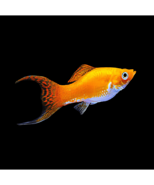 Saffron Molly Poecilia Sphenops 1 stk