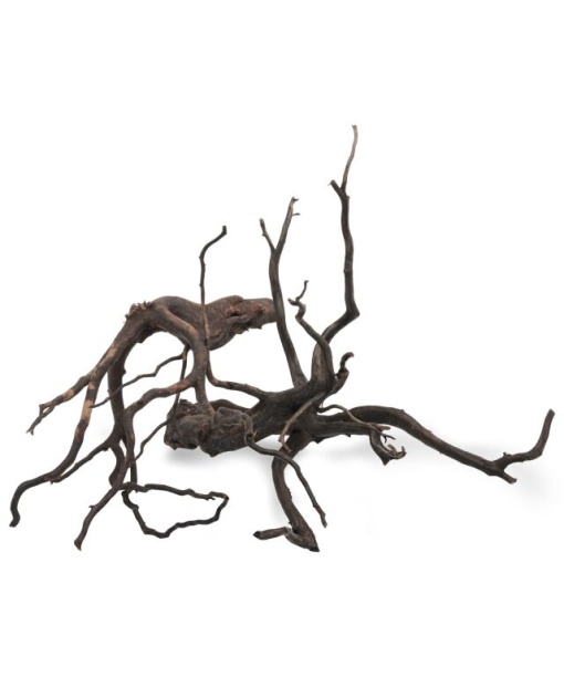 Black roots Xsmall 10-15 cm  1 stk