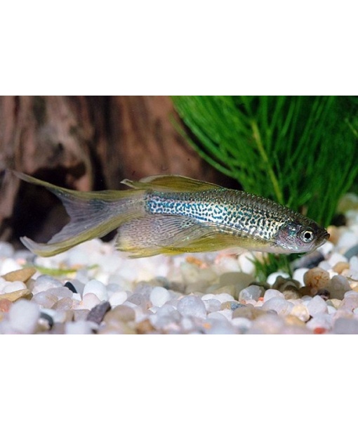 Brachydanio franki - Leopard danio longfinn 1 stk