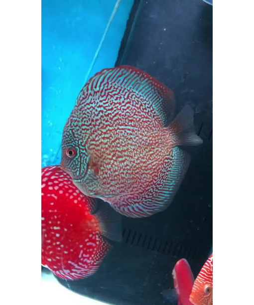 Discus mystic 8-10 cm