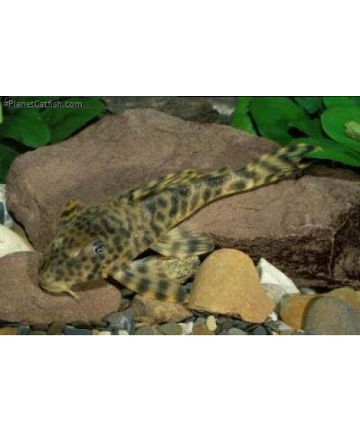 L008 Peckoltia 5-7 cm