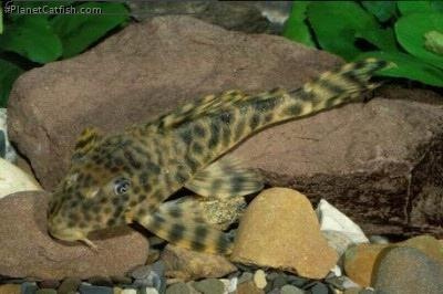 L008 Peckoltia 5-7 cm