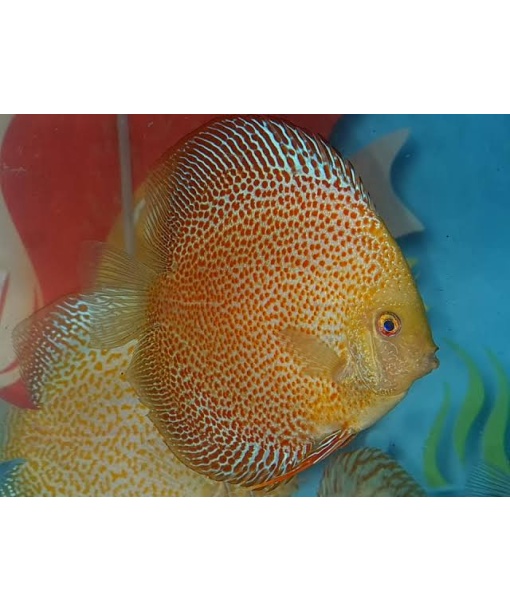 Discus Golden leopard 8-10 cm